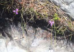 Image of Moraea tripetala subsp. jacquiniana (Schltr. ex G. J. Lewis) Goldblatt & J. C. Manning