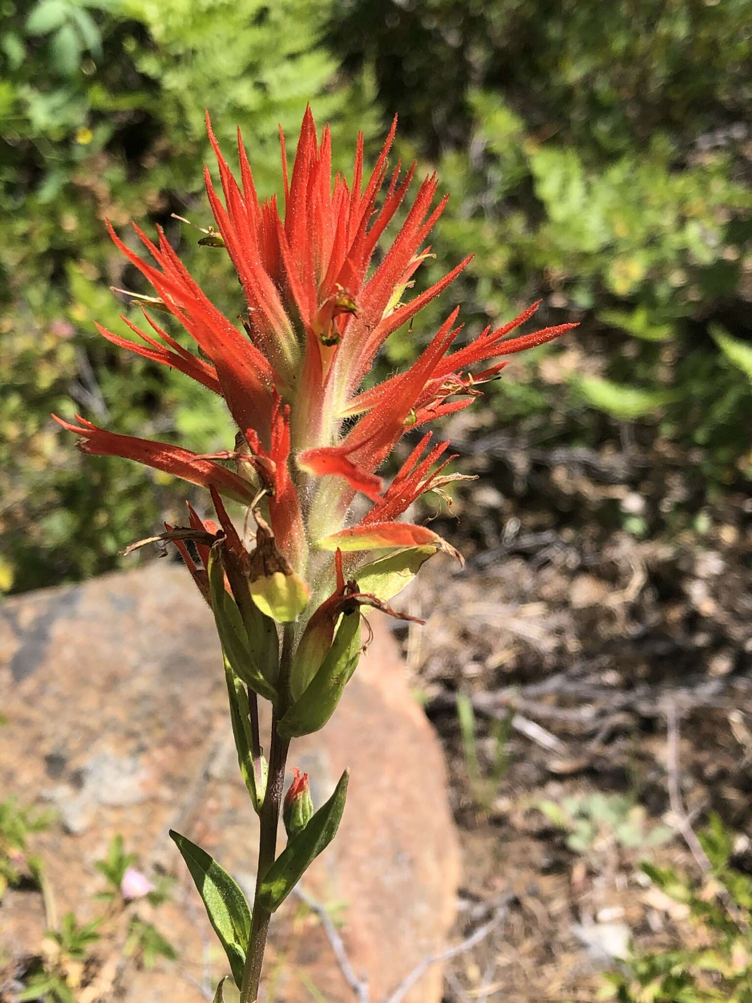 Image of giant red Indian paintbrush