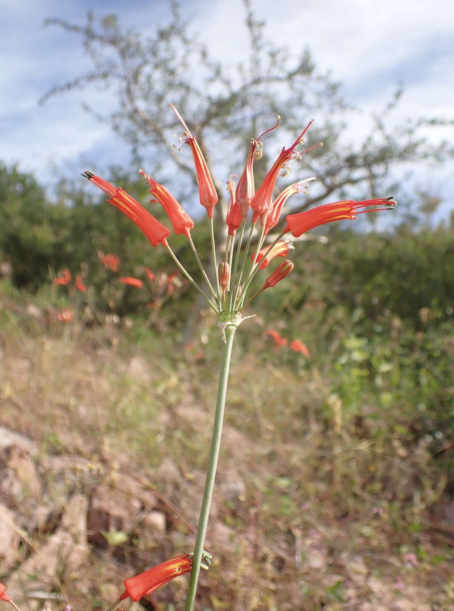 Imagem de Bessera tenuiflora (Greene) J. F. Macbr.