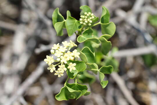 Sivun Marsdenia cordifolia Choux kuva