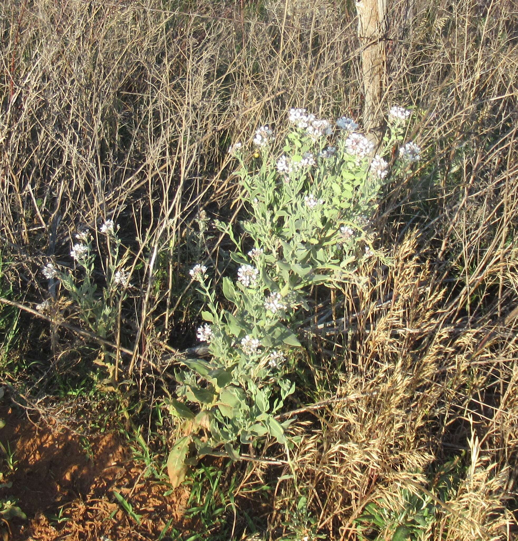 Image of Palmer's spectaclepod