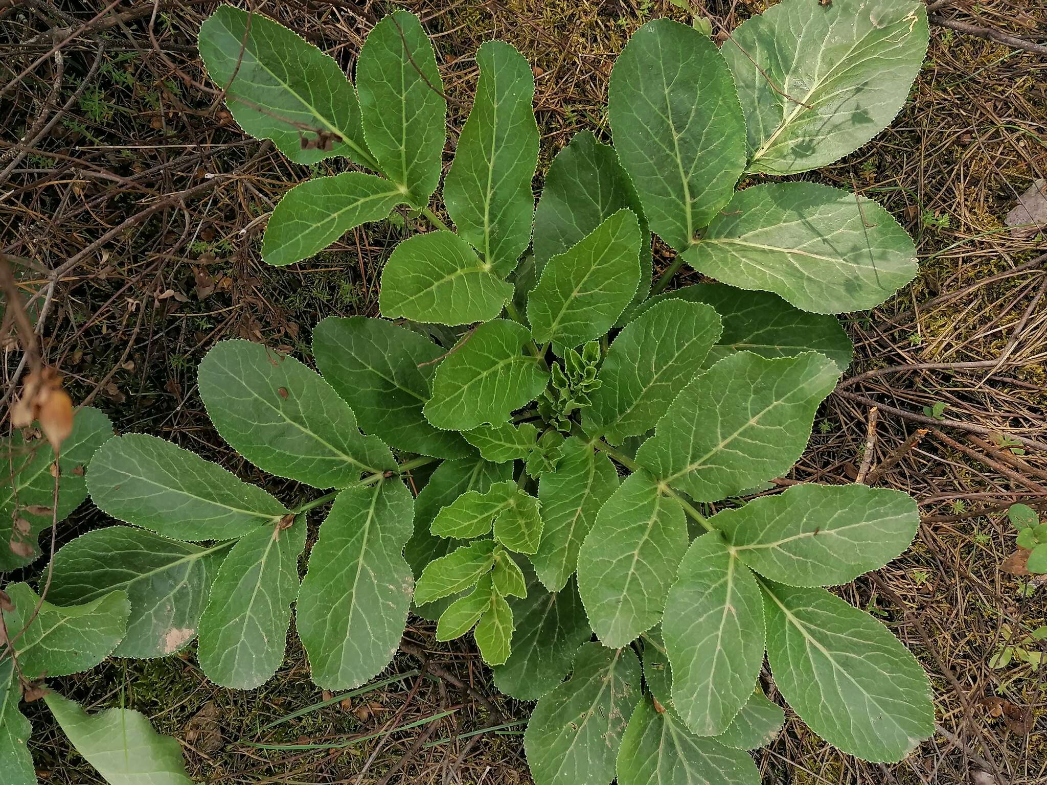 Plancia ëd Magydaris panacifolia (Vahl) Lange