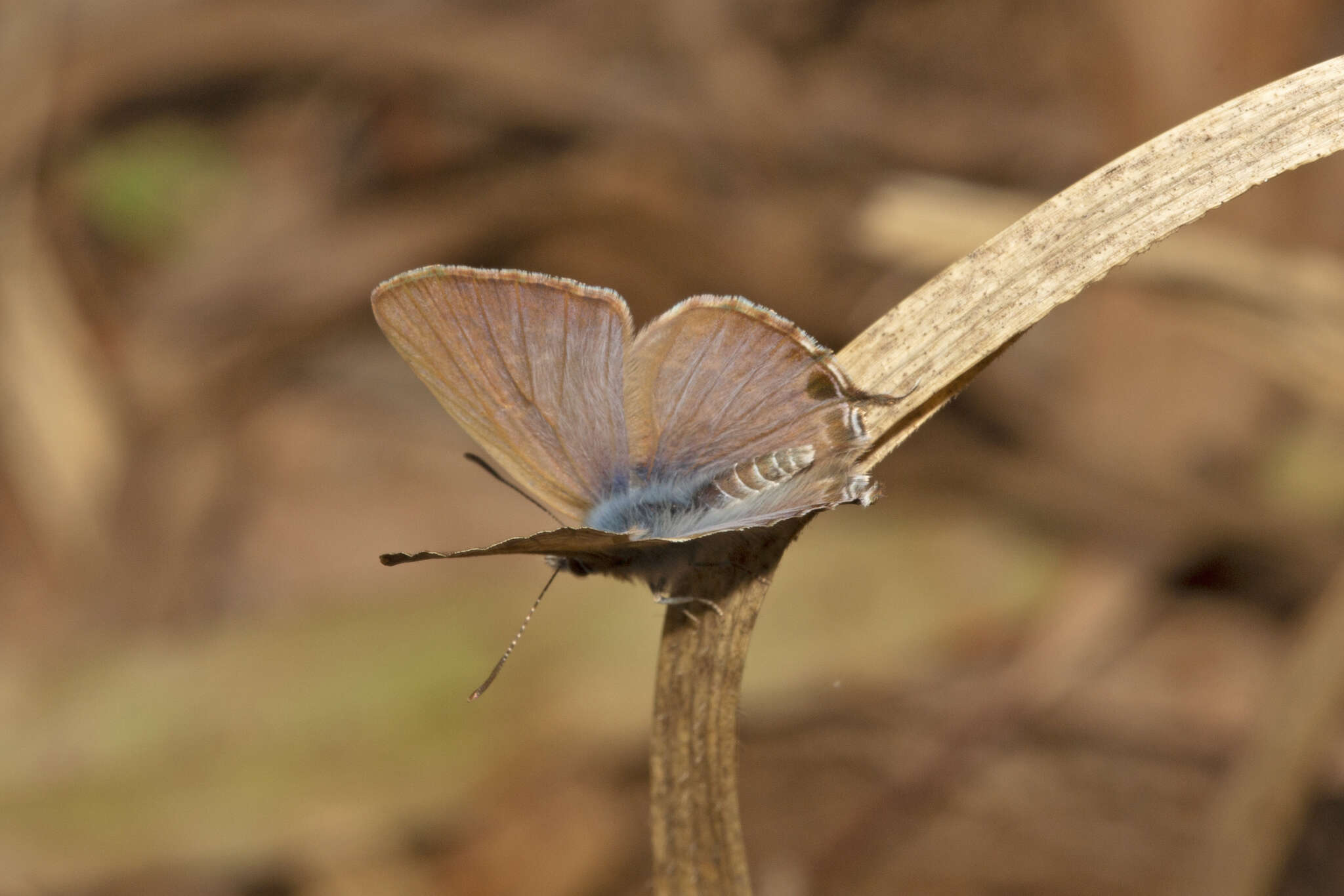 Image of Theclinesthes miskini (Lucas 1889)