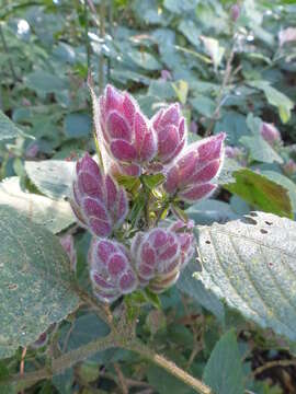 Imagem de Strobilanthes heyneanus Nees