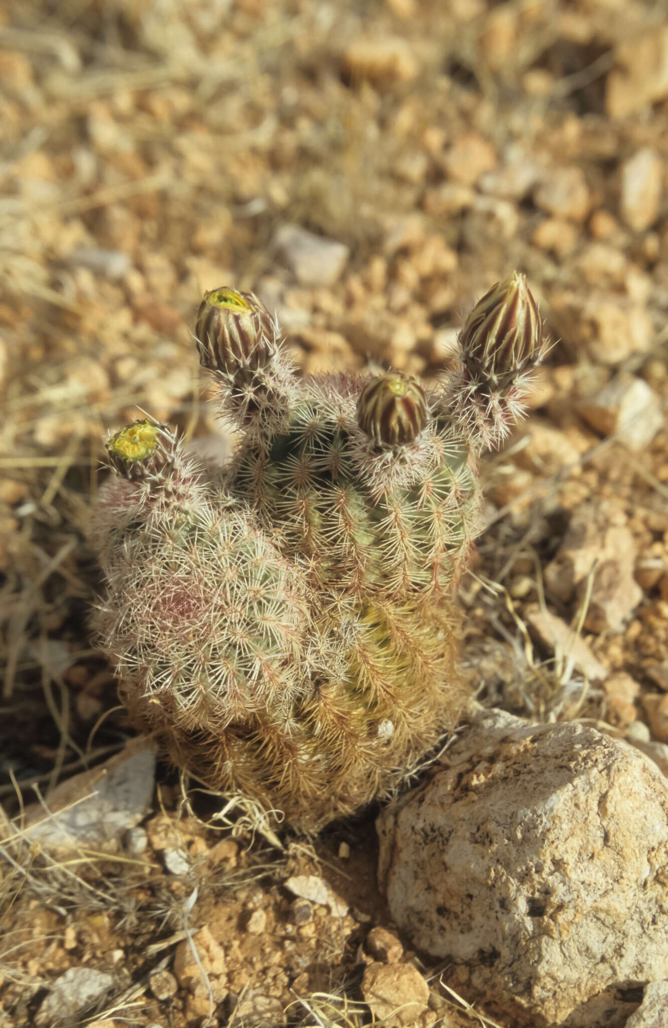 Image of Echinocereus pectinatus subsp. rutowiorum