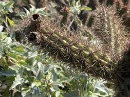 Imagem de Cylindropuntia santamaria (E. M. Baxter) Rebman