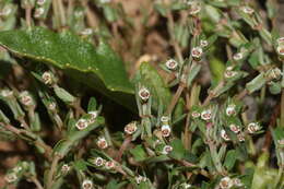 Euphorbia pergamena Small resmi