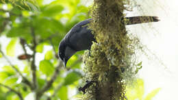 Image of Dwarf Jay