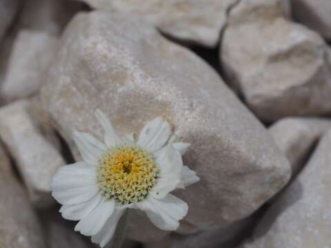 Image of Achillea barrelieri (Ten.) Sch. Bip.