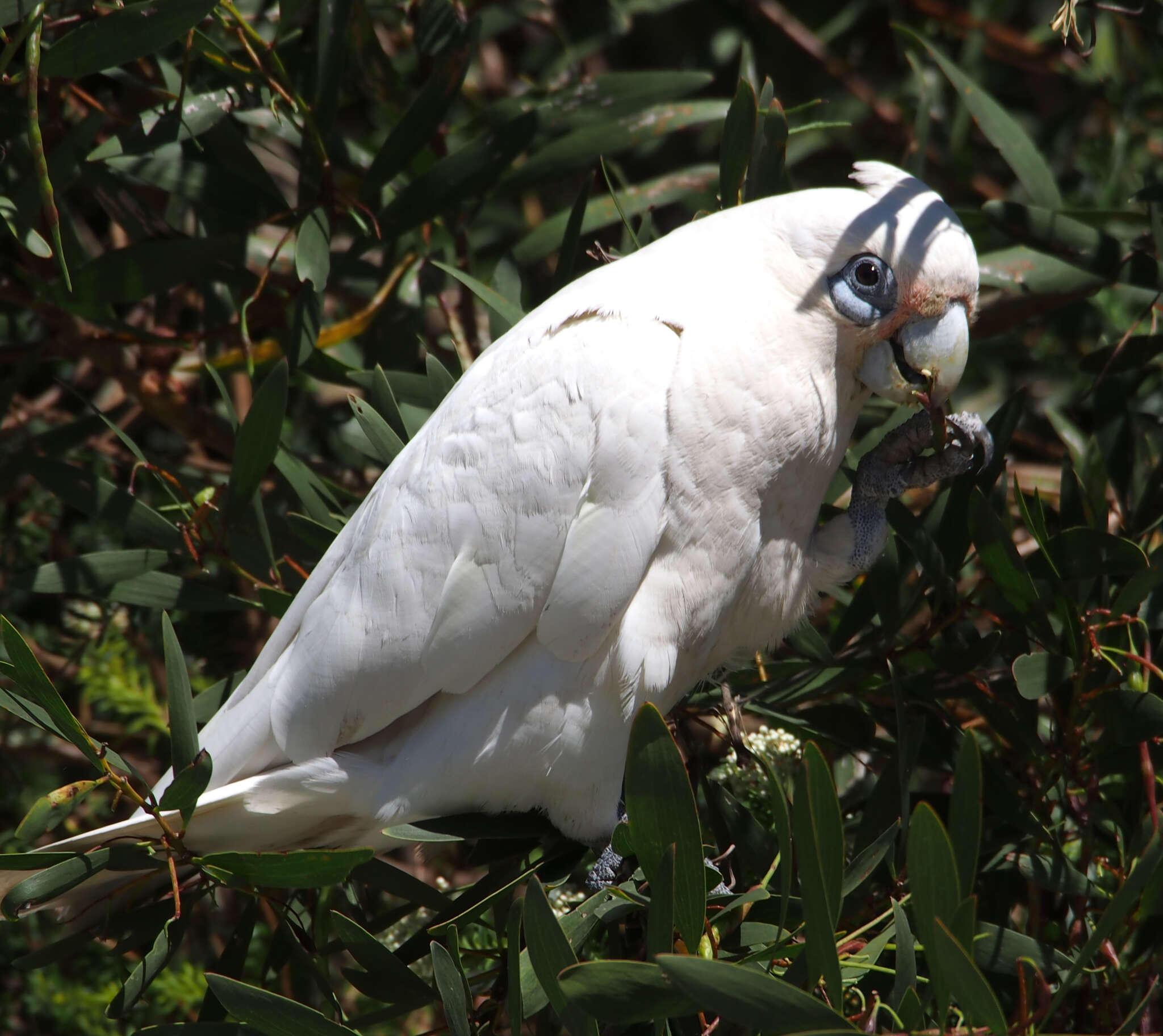 Image of Little Corella