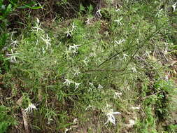 Image of Anthocercis angustifolia F. Müll.