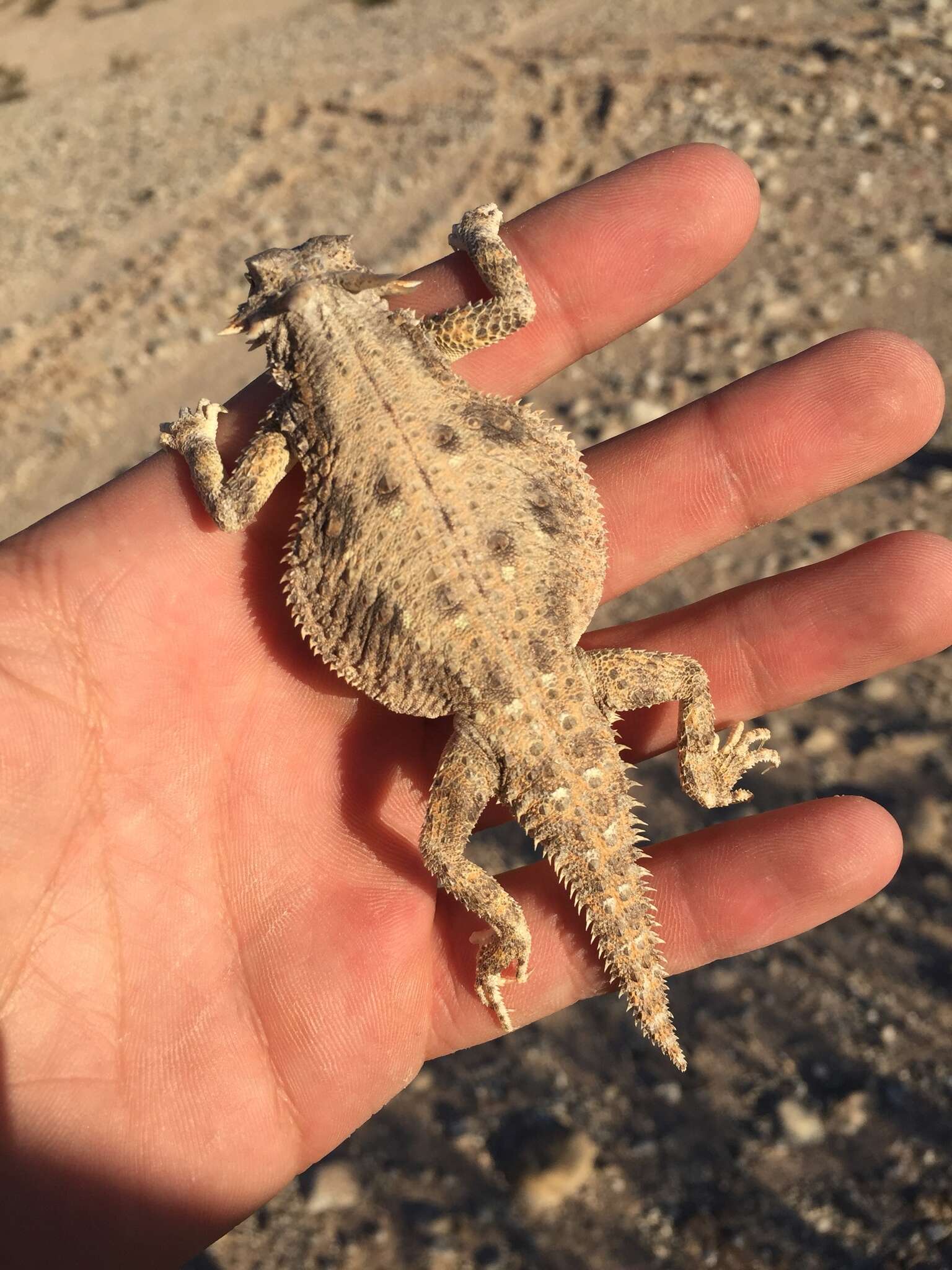 Image of Flat-tailed Horned Lizard