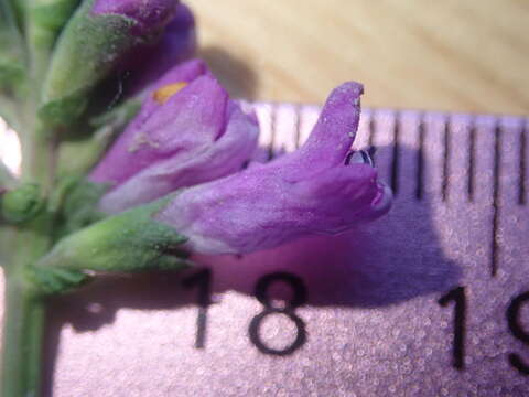 Imagem de Physostegia parviflora Nutt. ex A. Gray