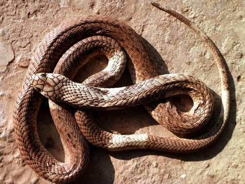 Image of Egyptian Cobra