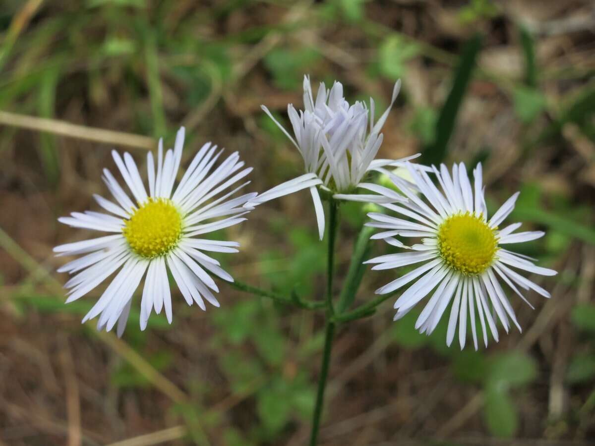 Image of eastern daisy fleabane