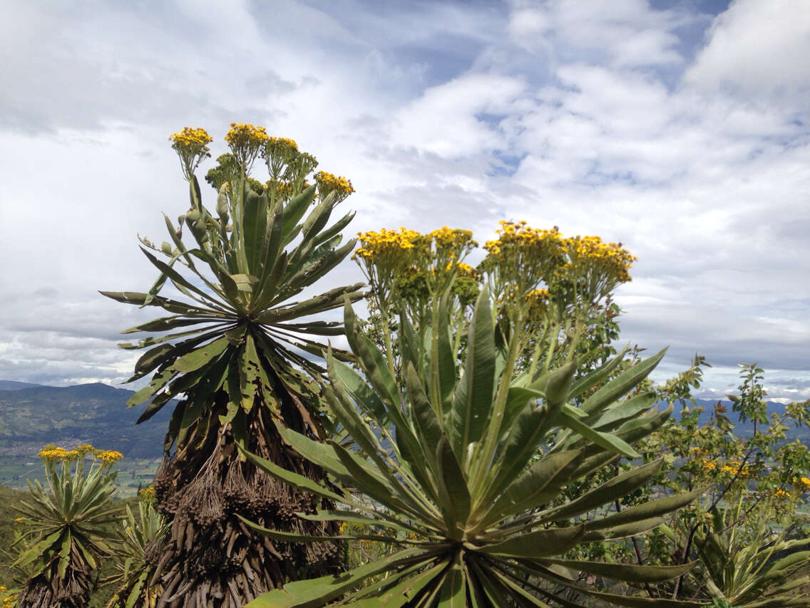 Image of Espeletiopsis pleiochasia (Cuatrec.) J. Cuatrec.