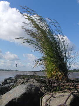 Image of Deschampsia cespitosa subsp. paludosa (Schübl. & G. Martens) G. C. S. Clarke