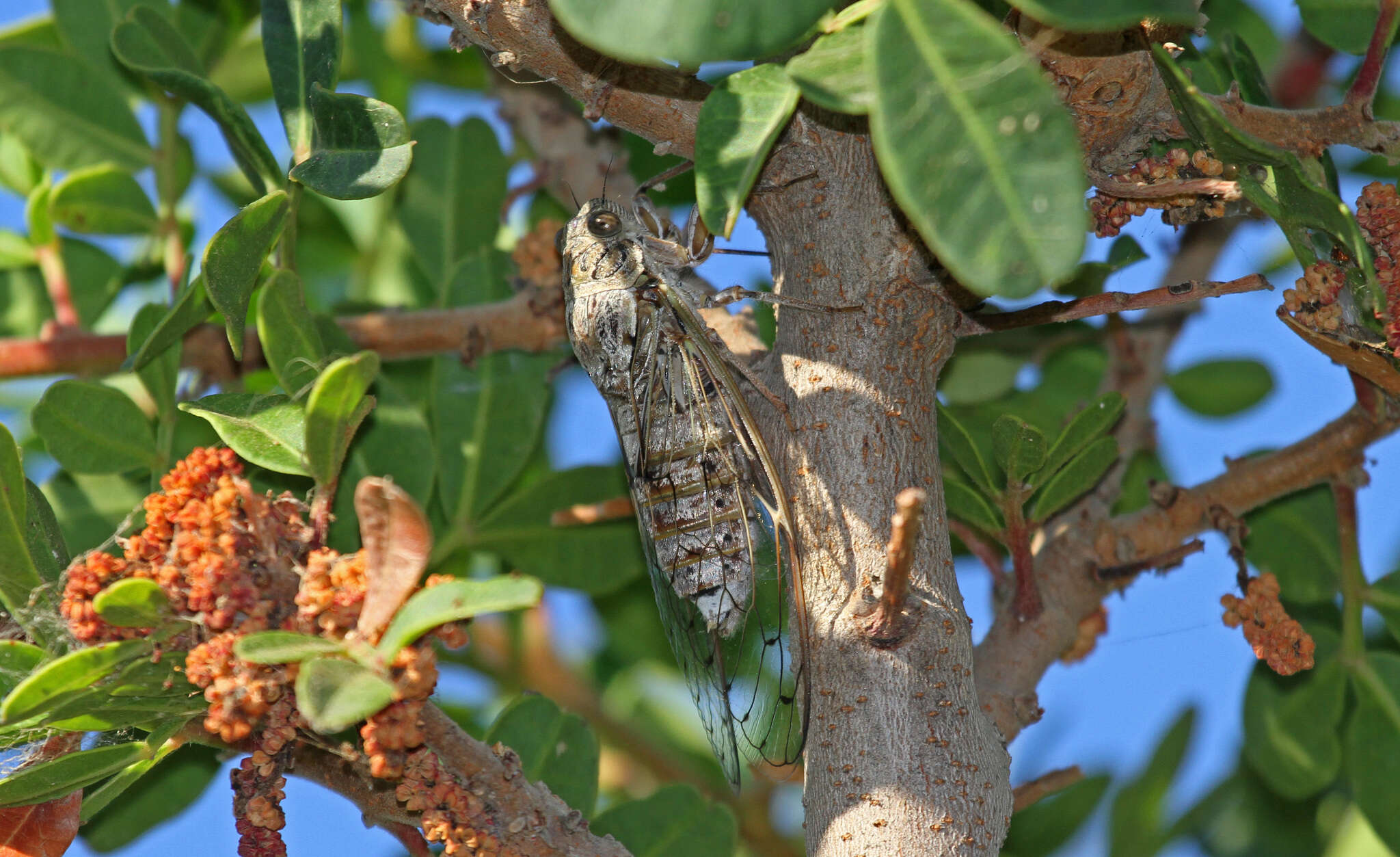 Image of Cicada cretensis Quartau & Simoes 2005