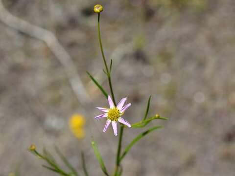 Image of pink tickseed