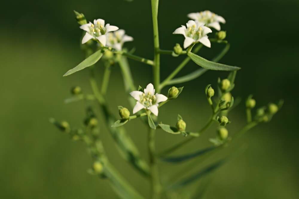 Image of flaxleaf