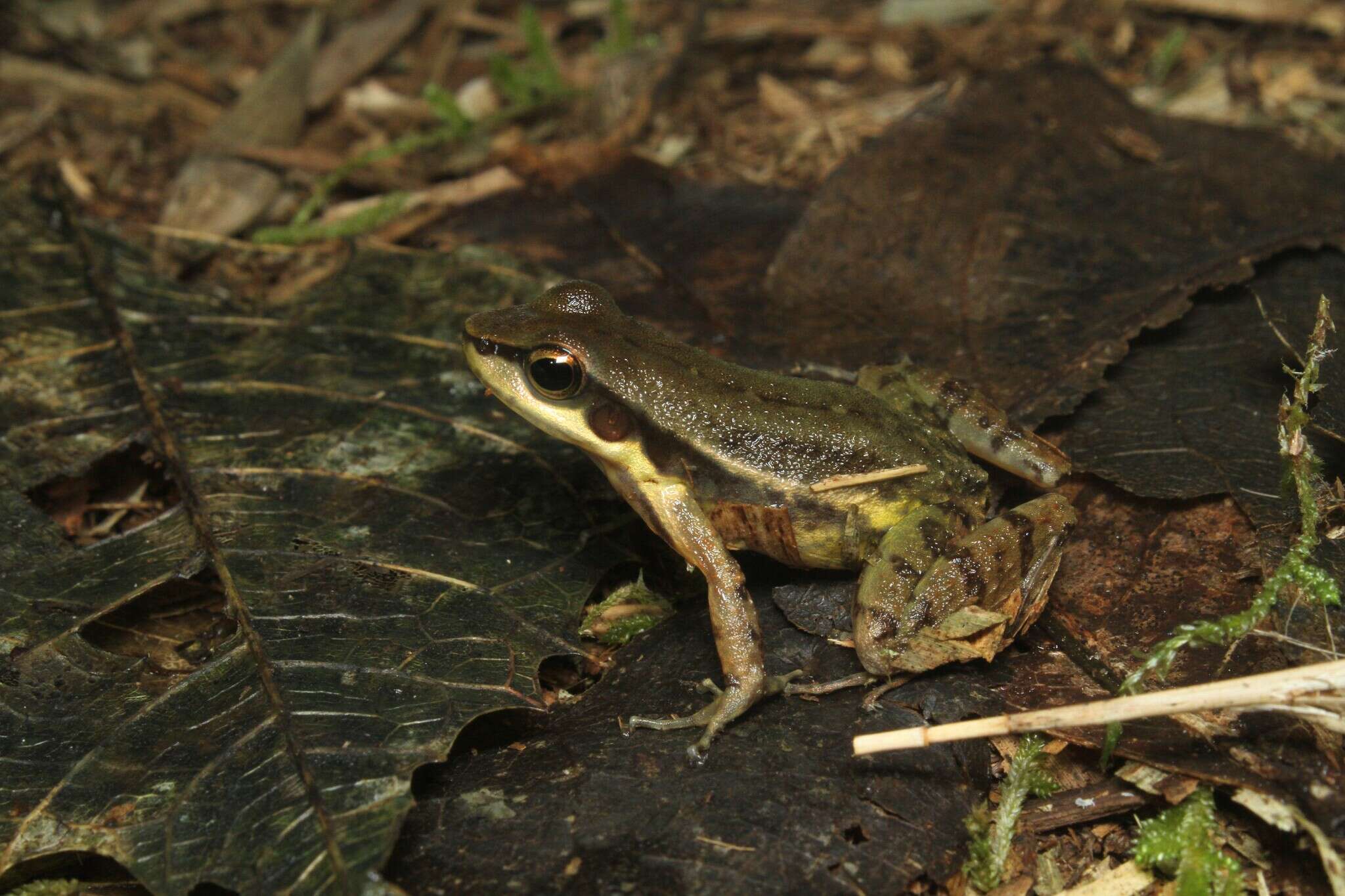 Sivun Hylodes phyllodes Heyer & Cocroft 1986 kuva