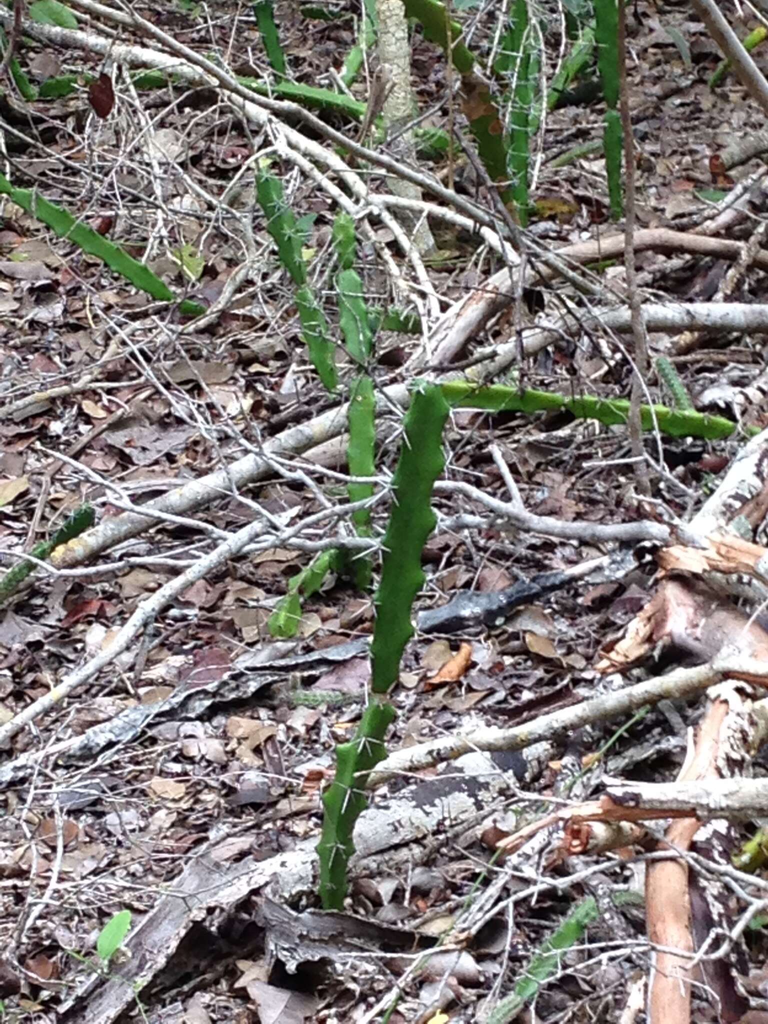 Image of Barbed-wire cactus