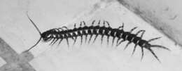 Image de Scolopendra gigantea Linnaeus 1758