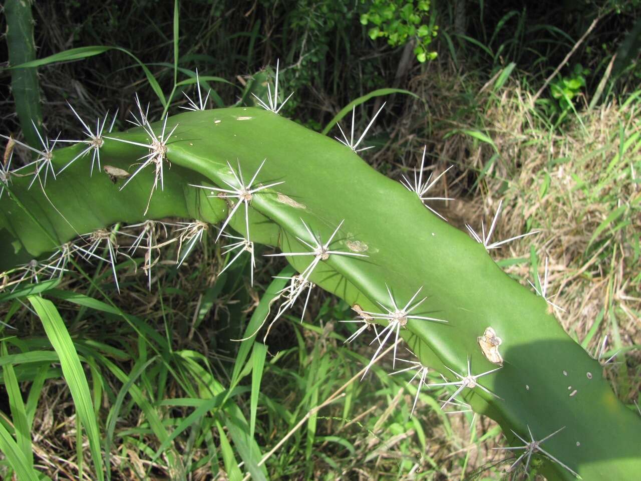 Image of Barbed-wire cactus