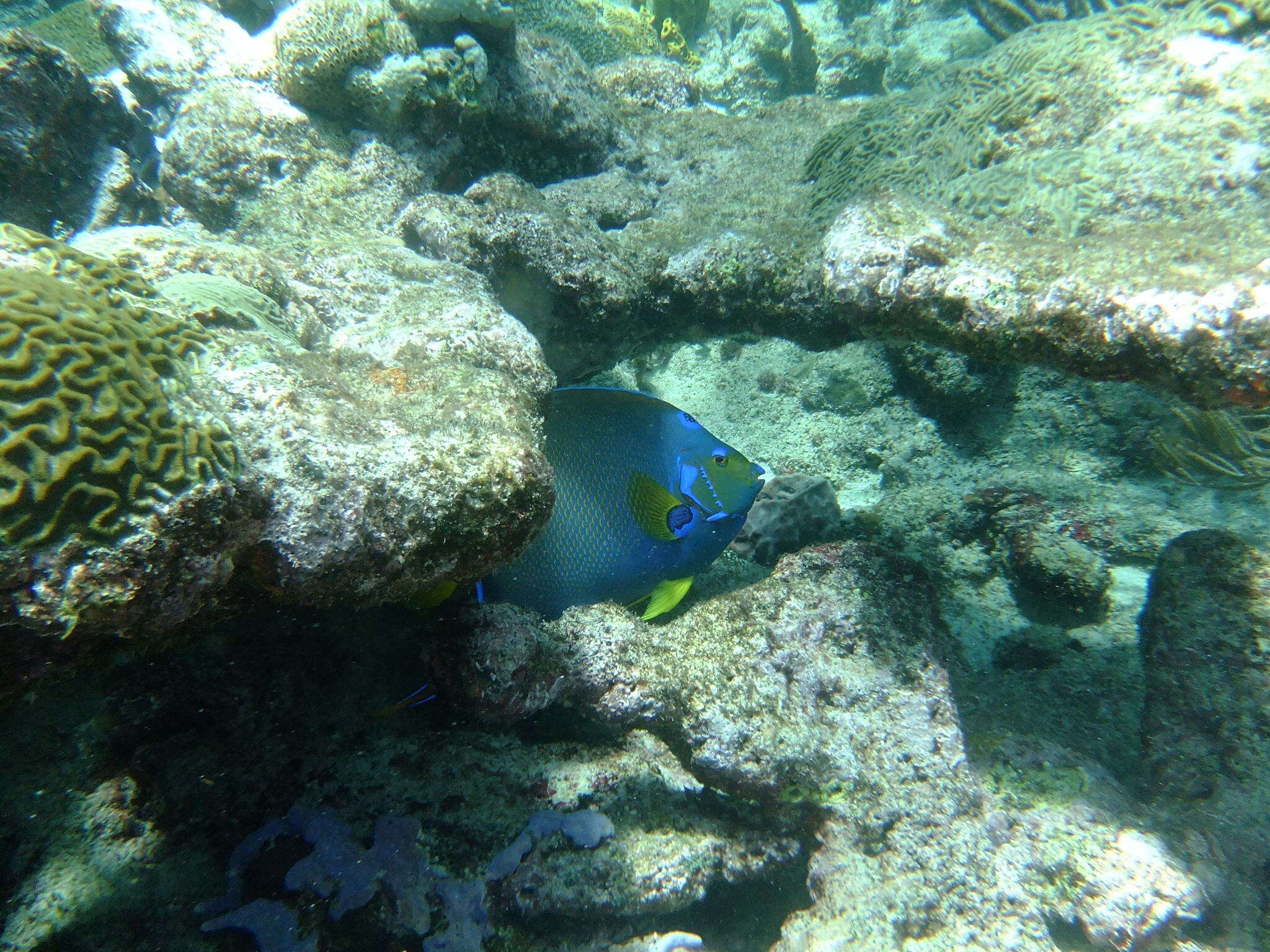 Image of Angelfish