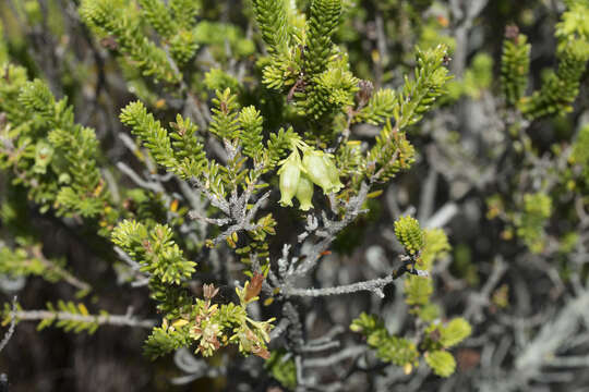 Image of Erica oblongiflora Benth.