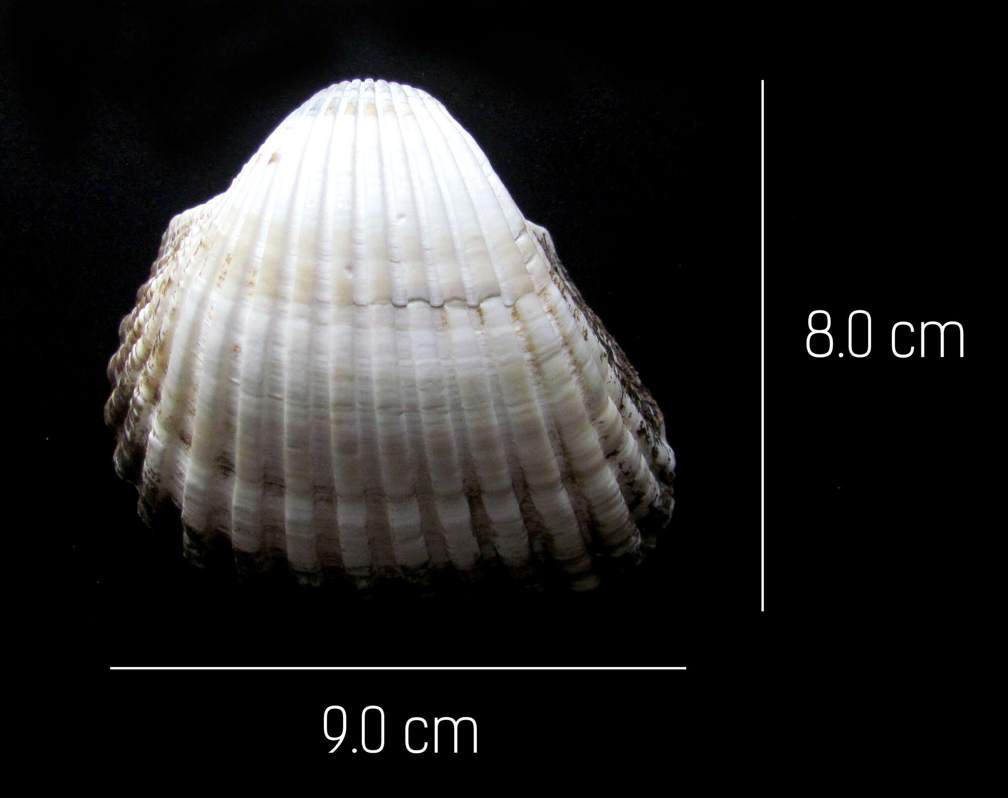 Plancia ëd Larkinia grandis (Broderip & G. B. Sowerby I 1829)