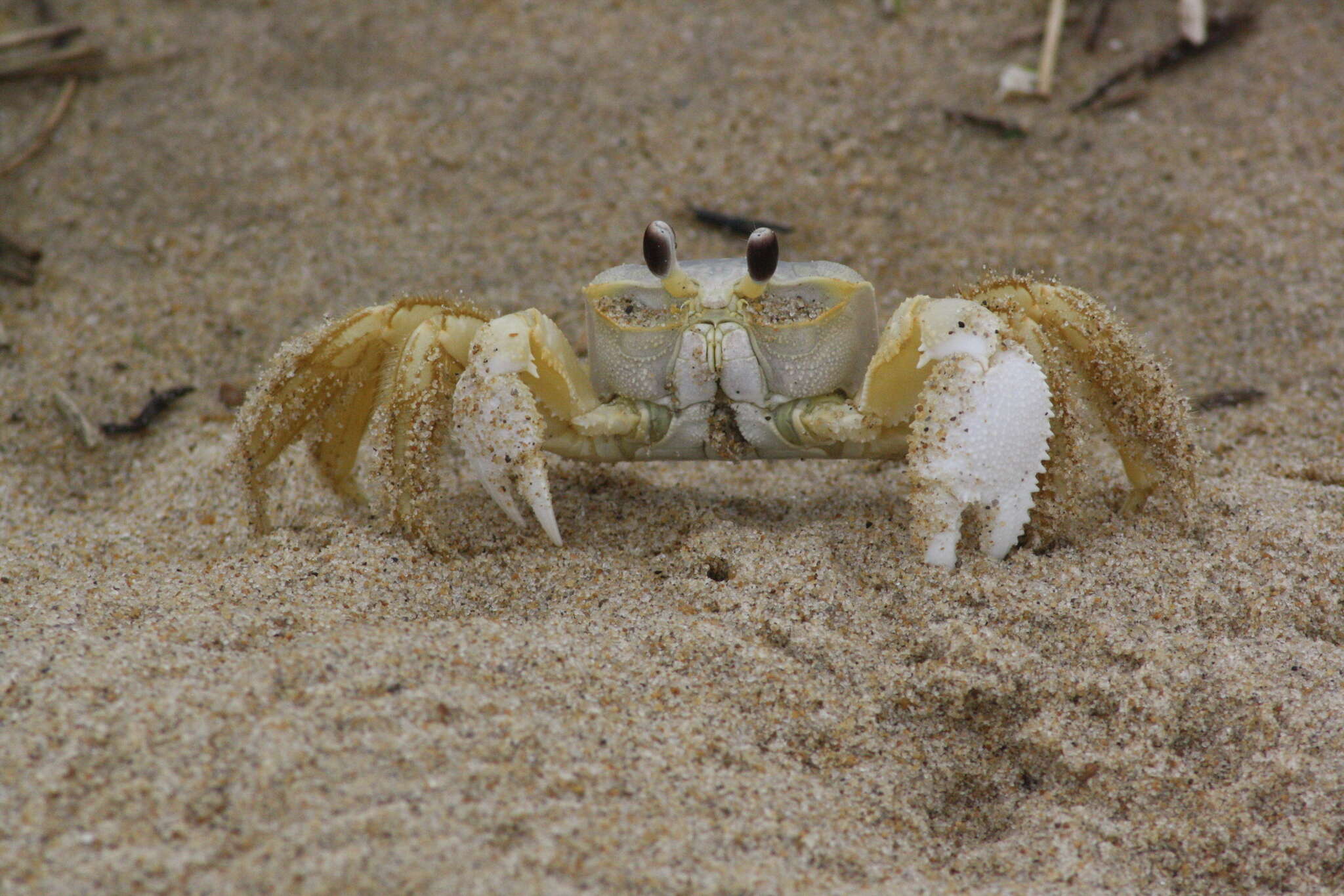 Image of Atlantic Ghost Crab