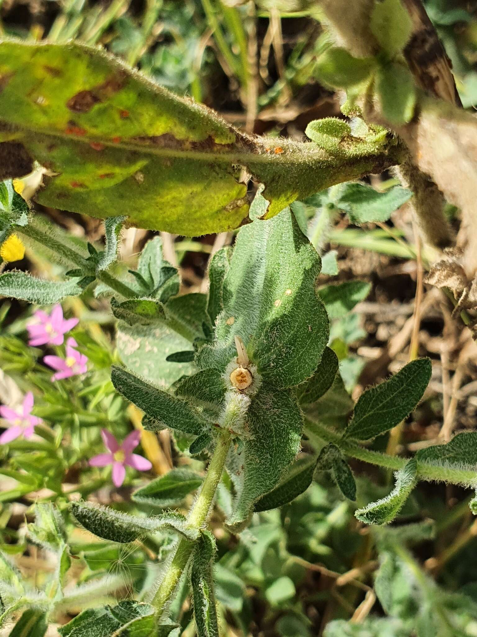 Image of Hypericum pubescens Boiss.