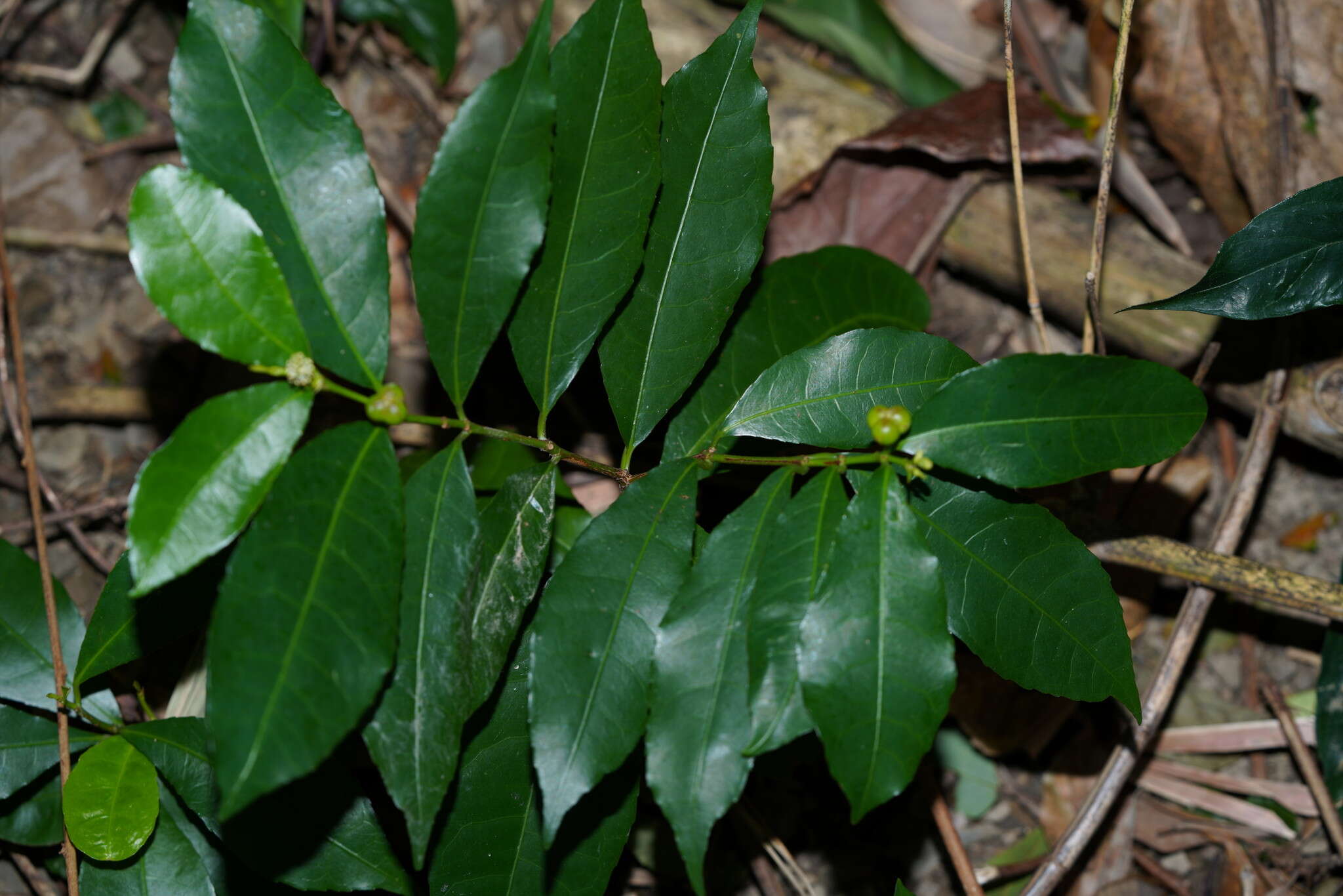 Imagem de Excoecaria formosana (Hayata) Hayata & Kawak.