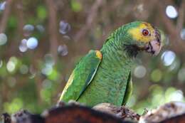 Image of Yellow-shouldered Amazon