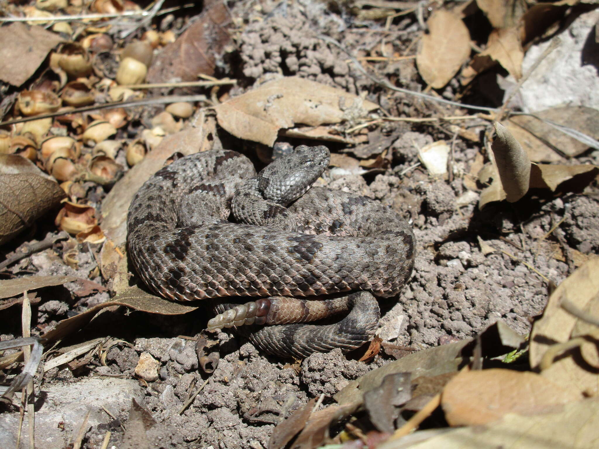 Crotalus lepidus klauberi Gloyd 1936 resmi