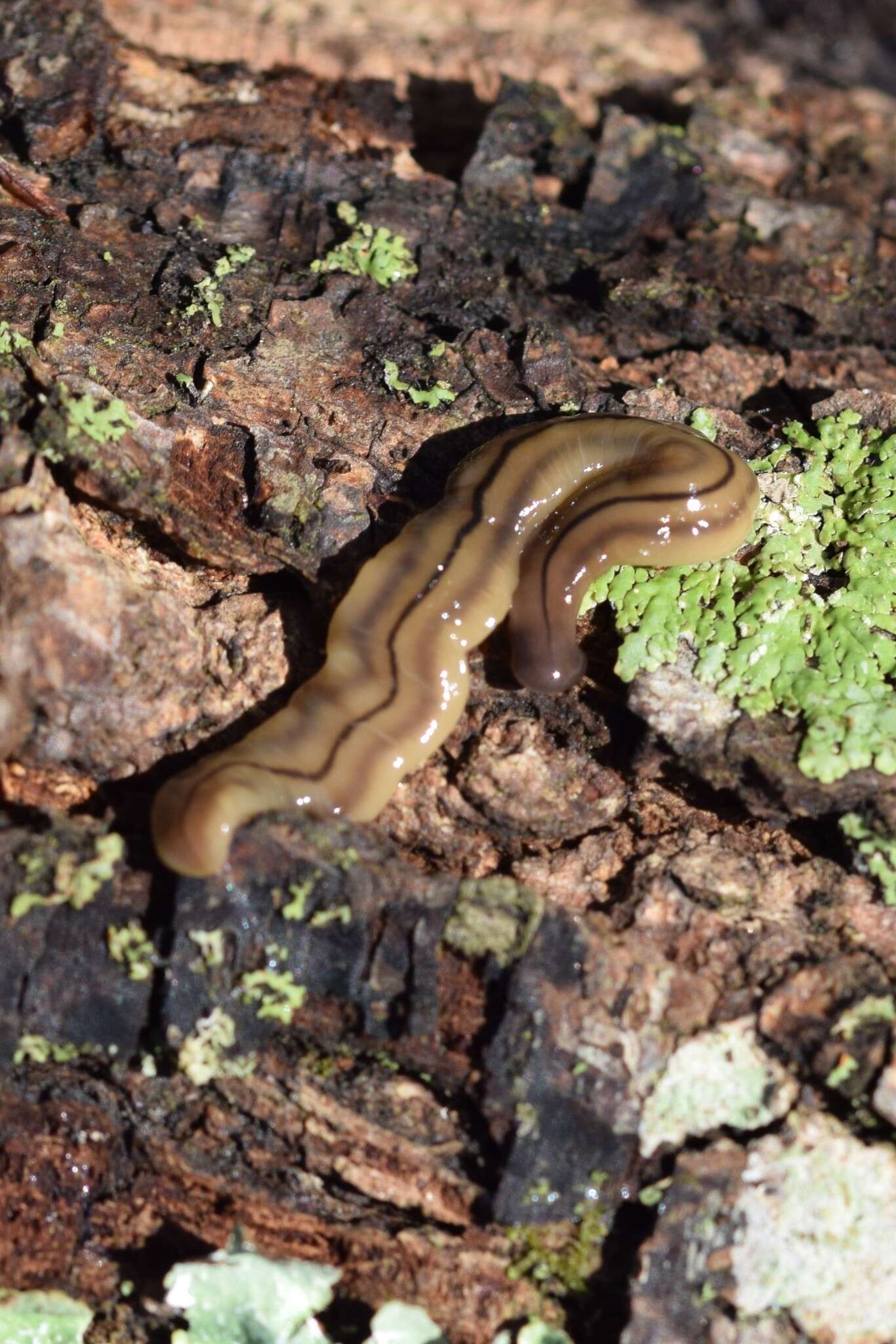 Image of Bipalium pennsylvanicum Ogren 1987