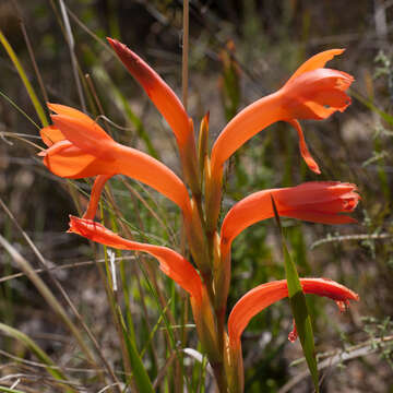 Imagem de Watsonia spectabilis Schinz