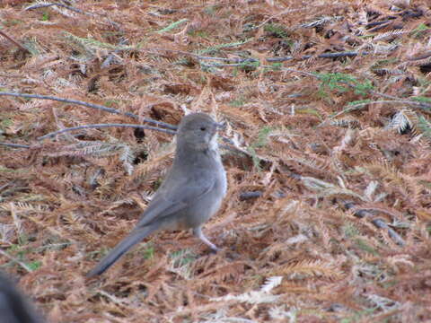 Image of Canyon Towhee