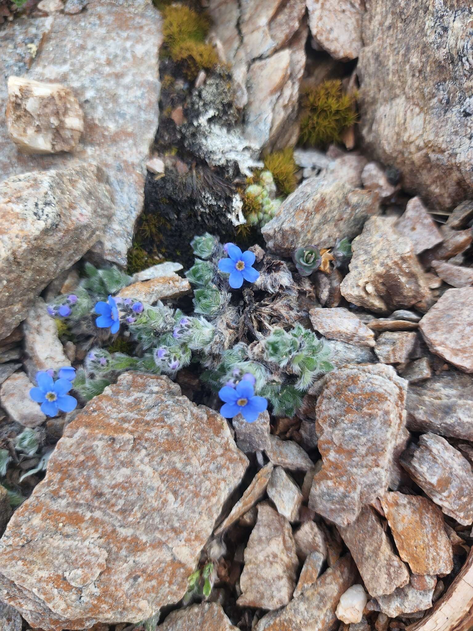 صورة Eritrichium nanum var. aretioides (Cham.) Herder