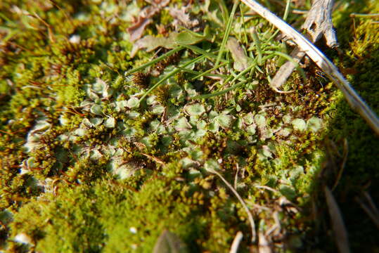 Image of Riccia ciliifera Link