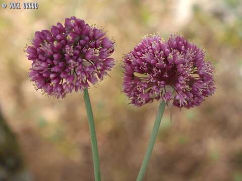 Image of Allium carmeli Boiss.