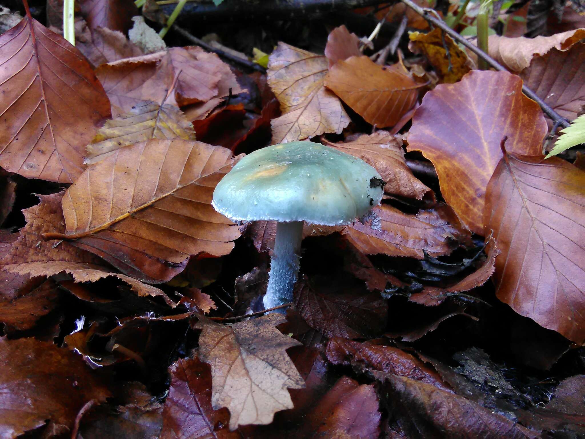 Image of Stropharia caerulea Kreisel 1979