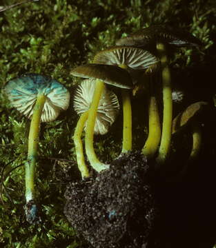 Image of Entoloma incanum (Fr.) Hesler 1967