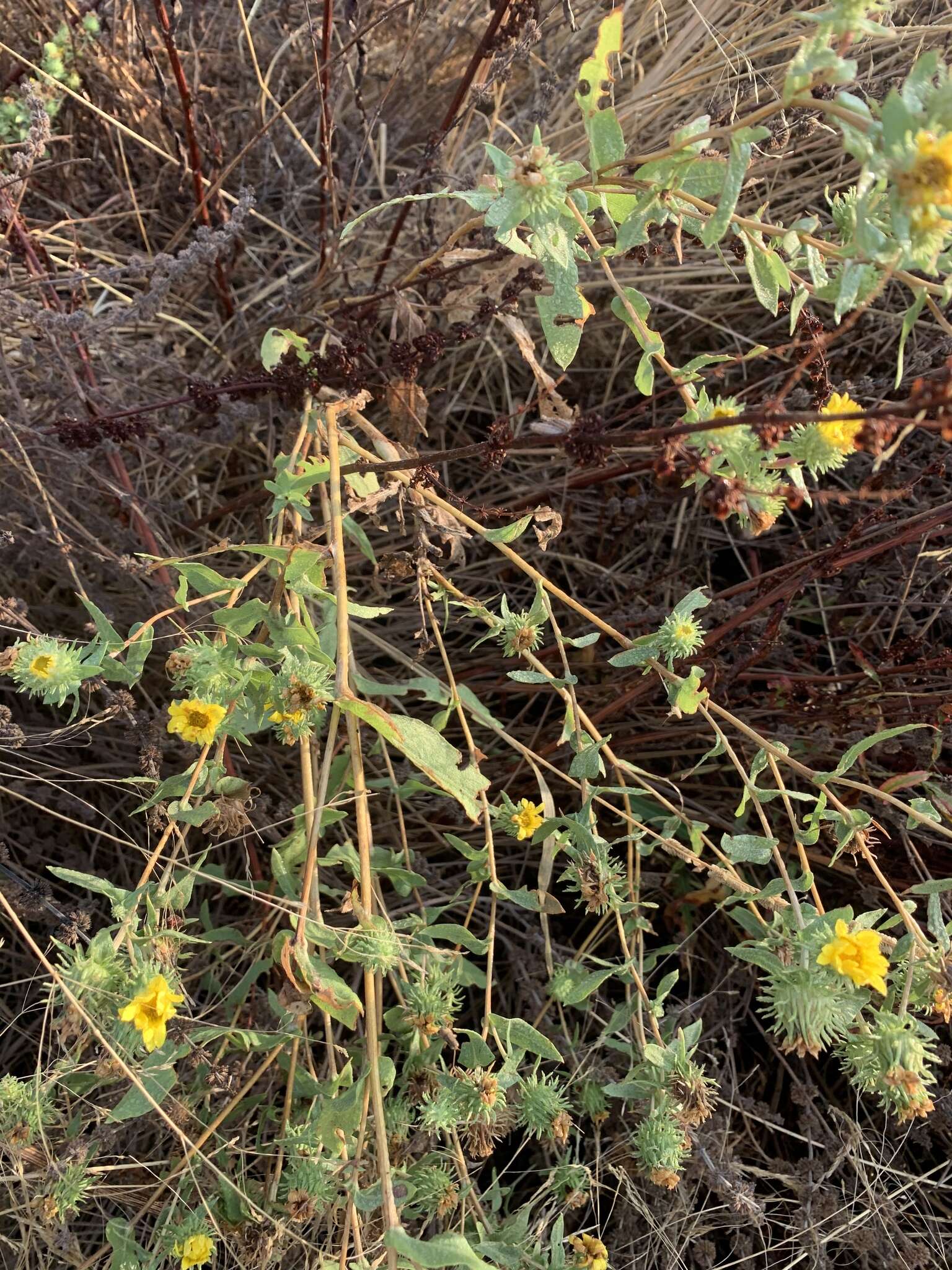 Image of Entire-leaved Gumweed