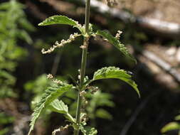 Image of stinging nettle