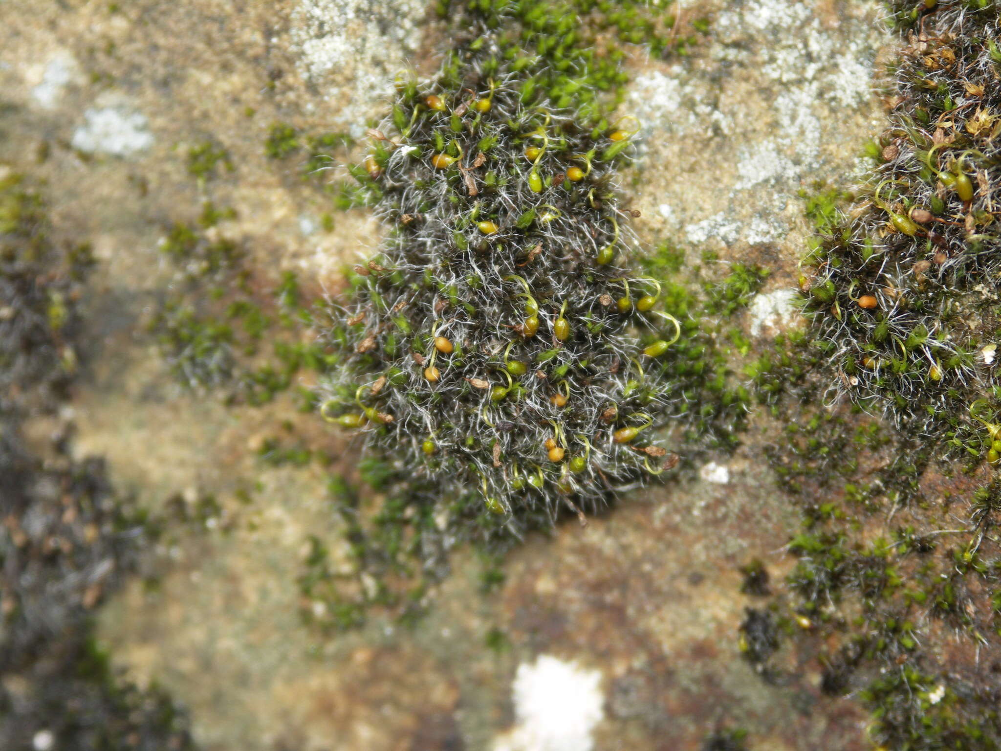 Image of pulvinate dry rock moss