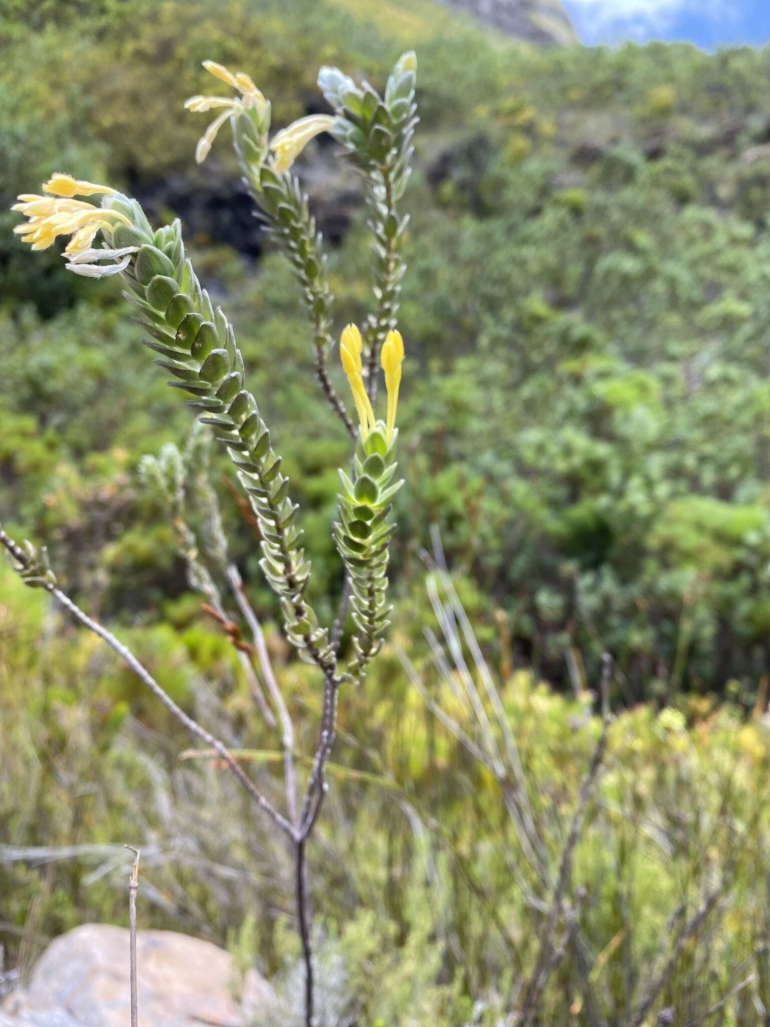 Image of Willow Capesaffron