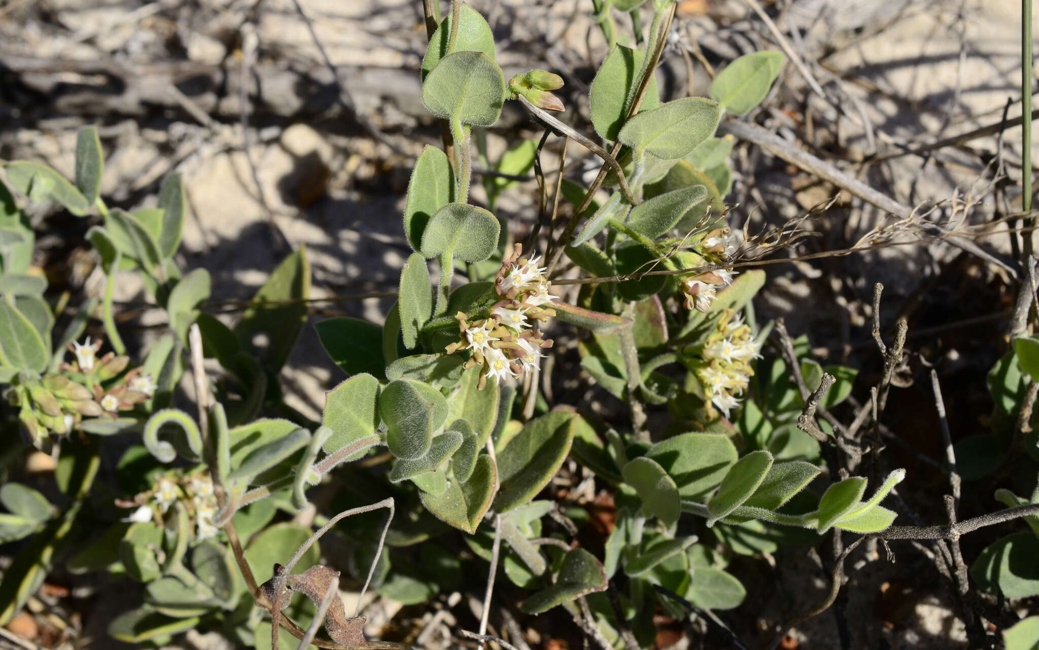 Image of Cynanchum africanum (L.) Hoffmgg.