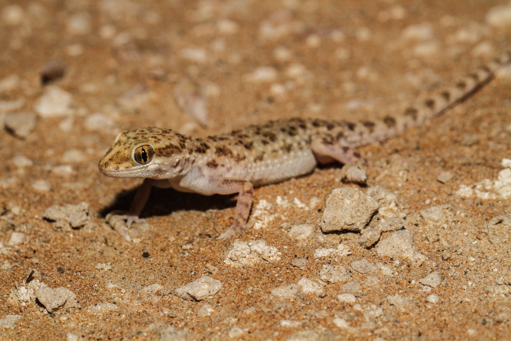 Image of Baiuch Rock Gecko